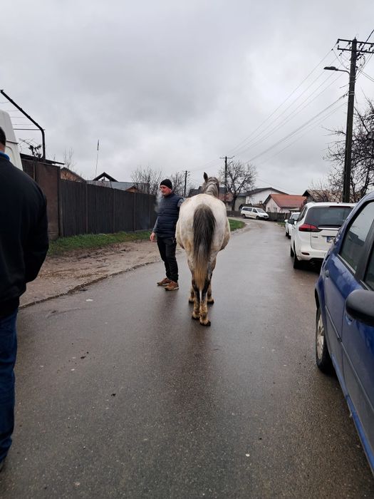 De vânzare iapa de 10 ani cu mânzat de 11 zile
