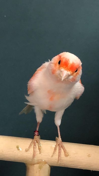 Канарейка (кенор) самец мазайка