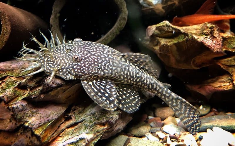 Сом анциструс самец