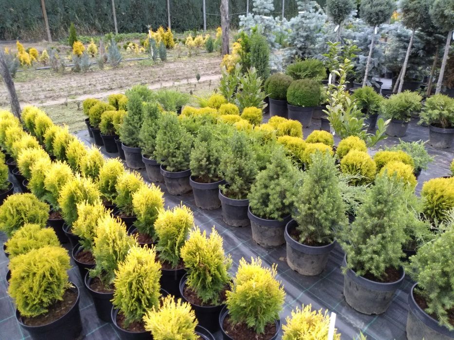 picea glauca  conica