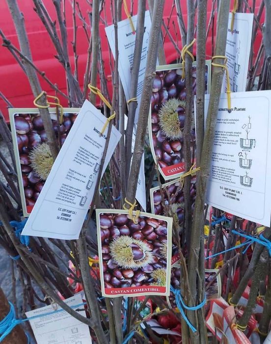 kaki smohin rodie kiwi castan comestibil