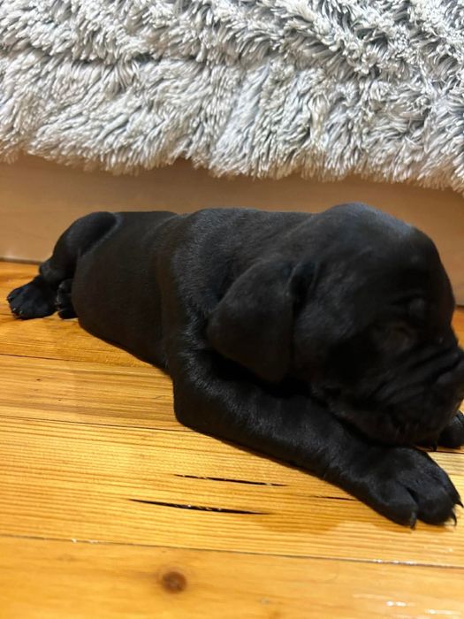 Продават се прекрасни кученца порода Кане Корсо