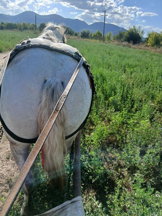 Vand iapa de 5 ani foarte cuminte garantă la caruta nici o ploblema  mai multe detali in privat