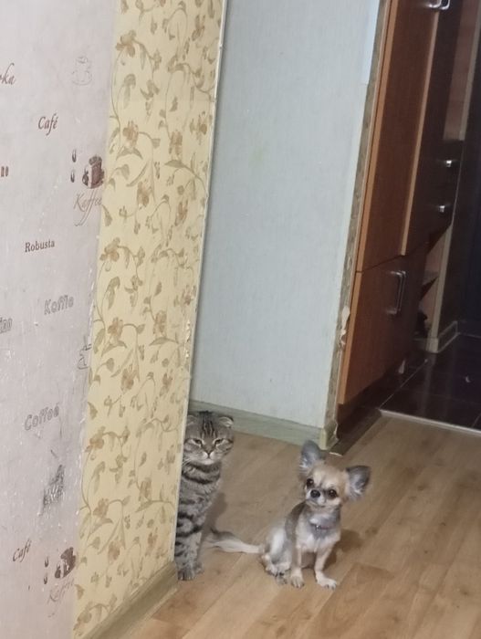 Продаются милые щенки чихуахуа!!!