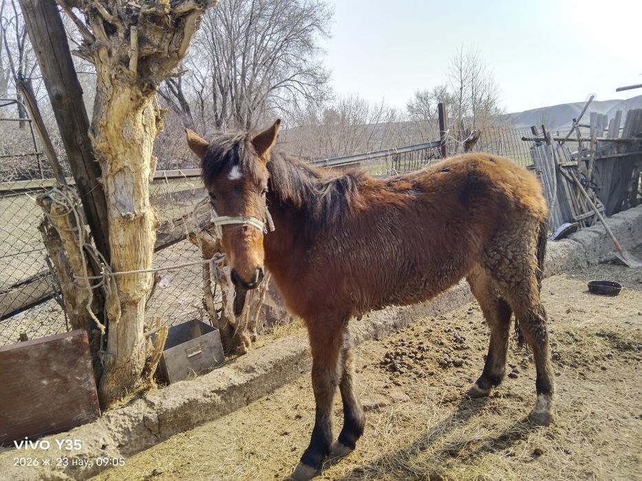 қойлар мен тай сатылады