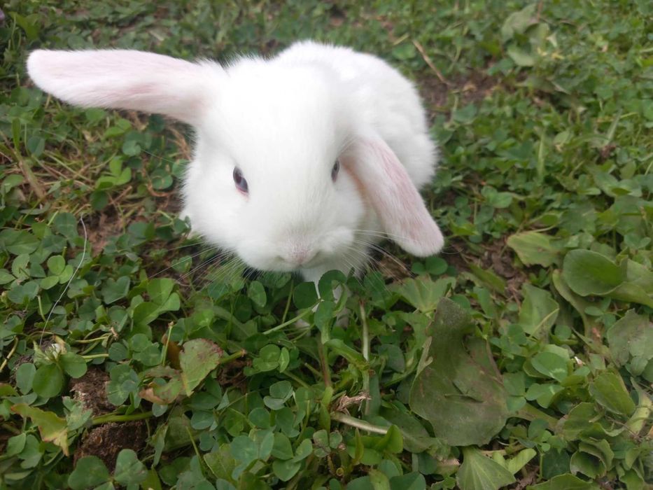 Iepurași pitici berbec german