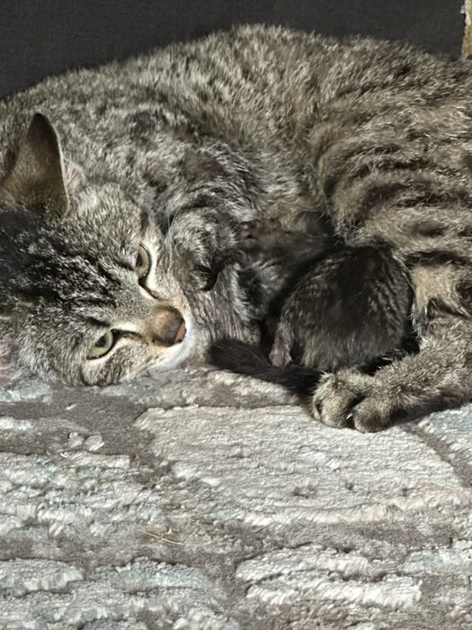 Отдам даром милых кошек