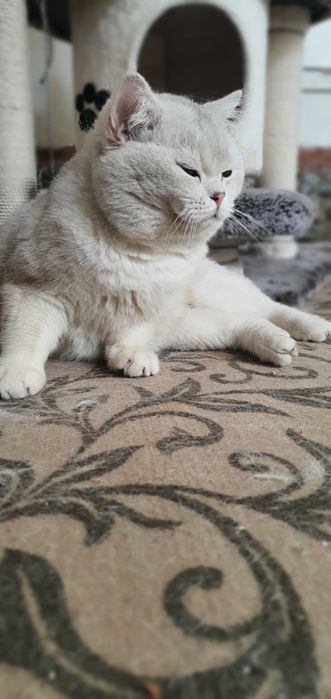 Britan shinshila opitniy Viyaska