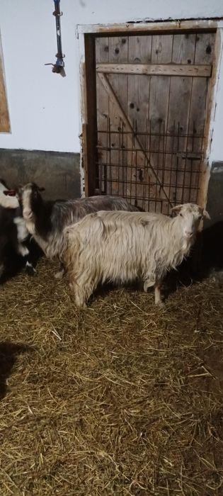 Vând capre pregătite de fătat