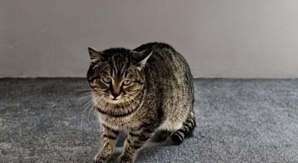 Кошечка в добрые руки