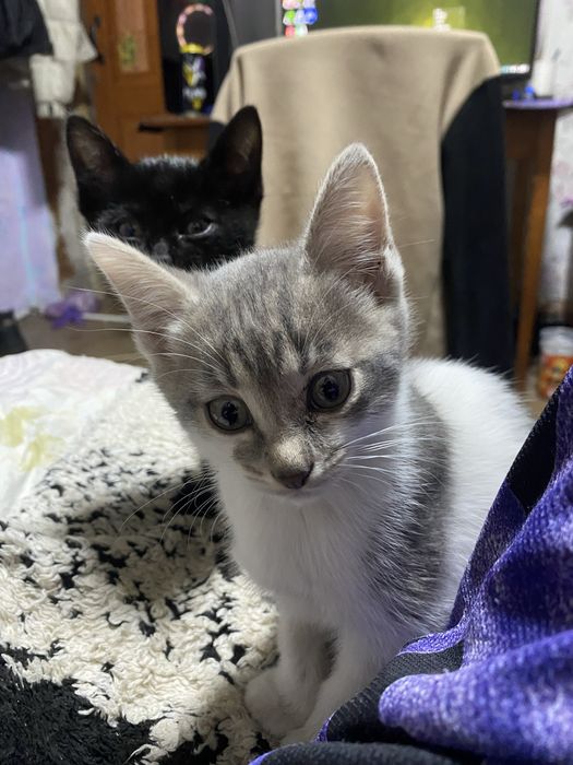 Отдам котят в добрые руки