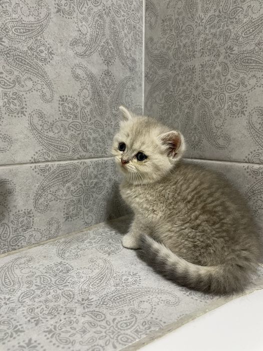 Британские котята