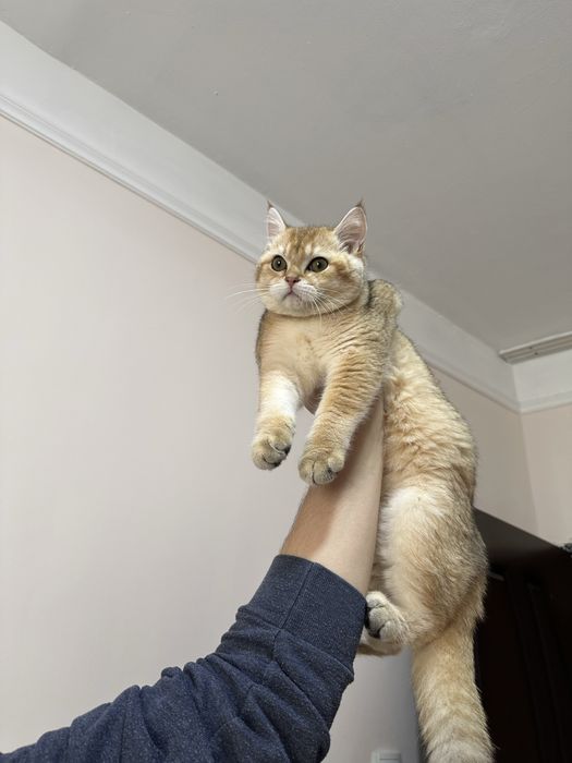 Brtanska shinshila sotlad