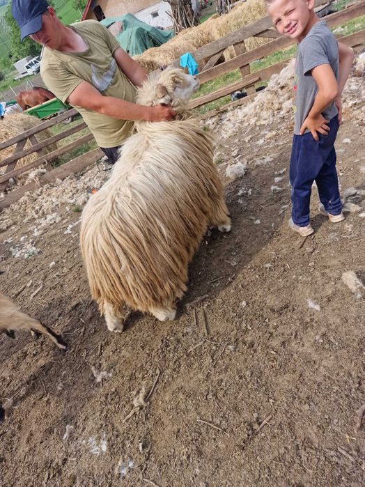 Scib berbec băl pe oie briază