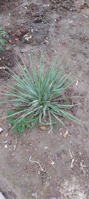 Продам цветы многолетние