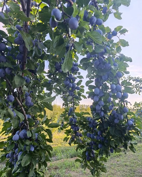 Prune de țuică si pălincă cu livrare in toată țara la domiciliu  la descarer 2 persoane incluse.
