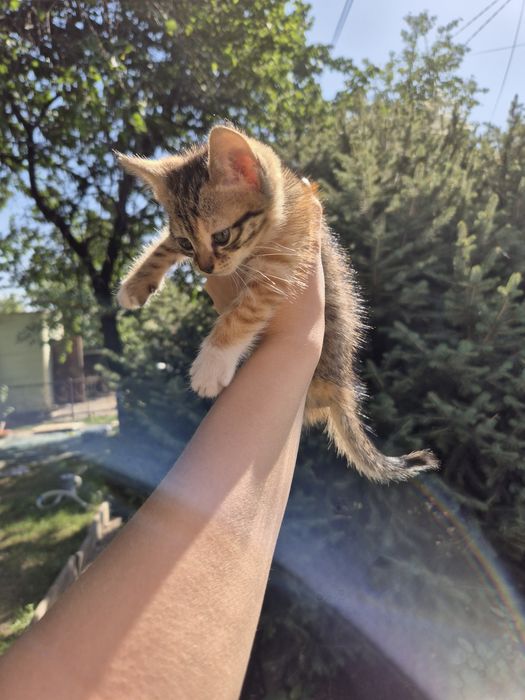 Отдам котёнка в добрые руки