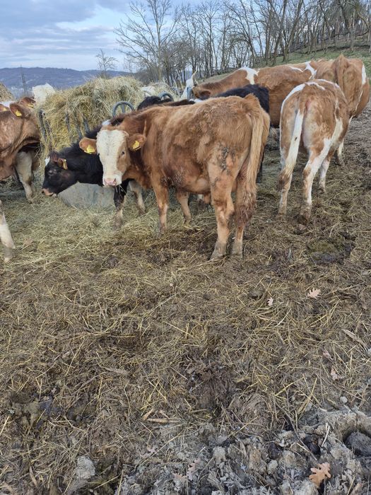 Vând viței baltati