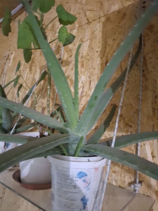 Домашний цветок Алоэ