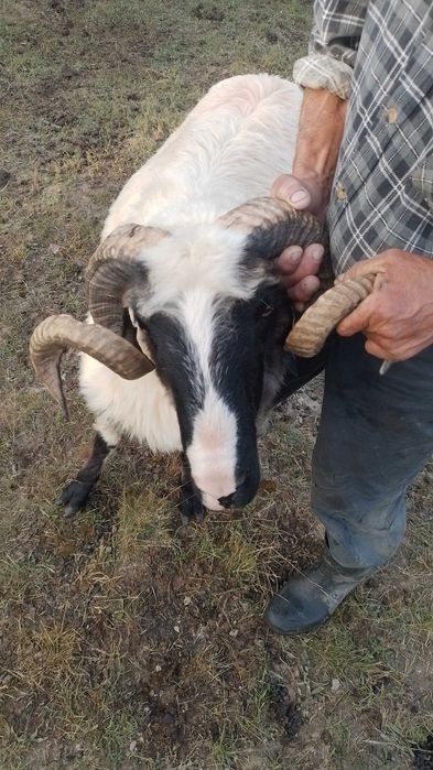 Berbeci de vanzare la al doilea miel