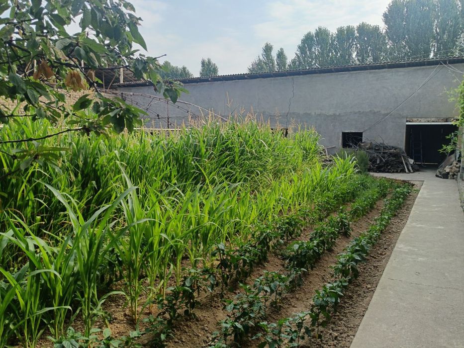 Uy sotiladi srochni qibrey tumanida ges qodiryada