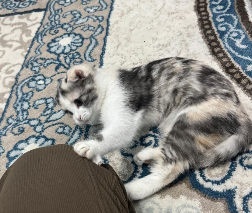 Мысық шотландский 4 айлық