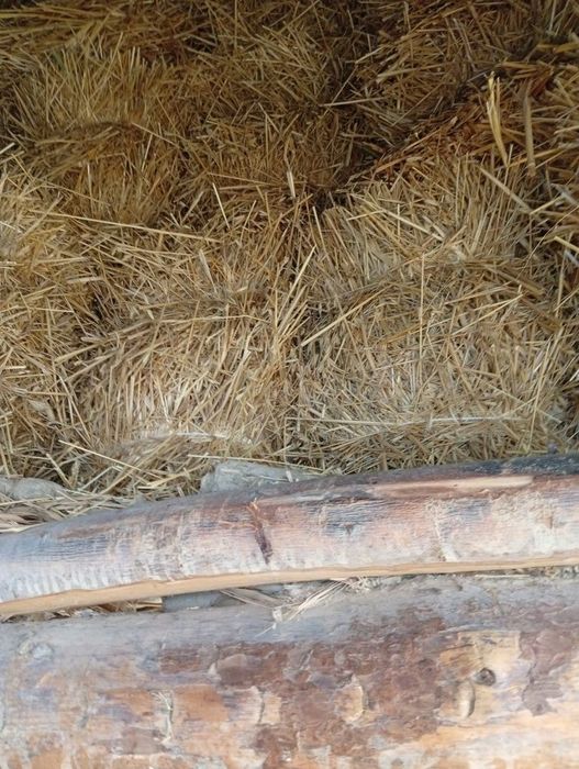 Somon pres bor 100 ta sotiladi