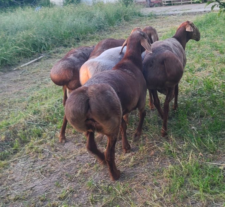 Qoylar qoy bor. Qochqor