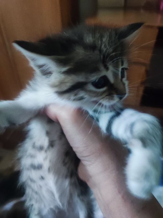 Отдам котят в добрые руки