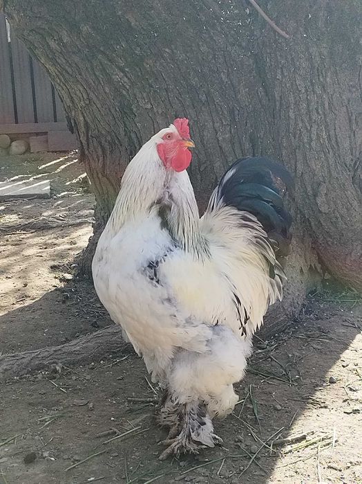 Cocoș Brahma și 5 puicuțe de Brahma