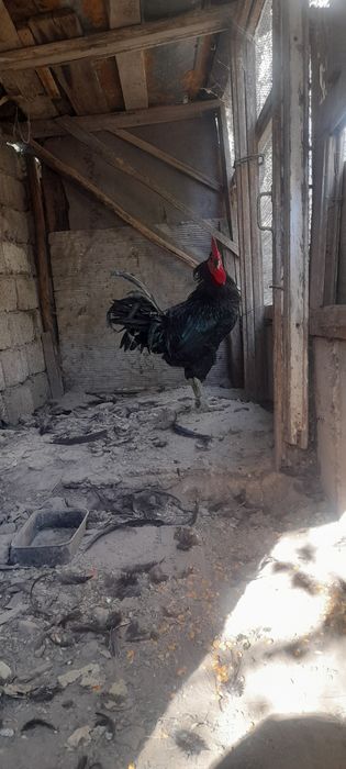 Semiz ayollarning mushuklari bor