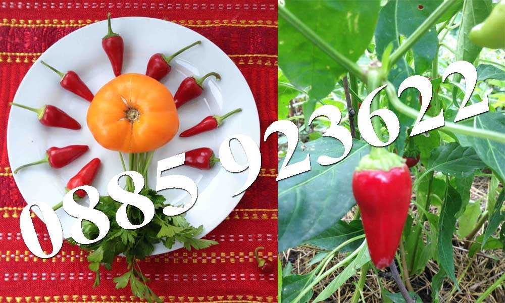 Саксия с Люти Чушки, Физалис или Тютюн -  Еко и Биологично Отглеждани