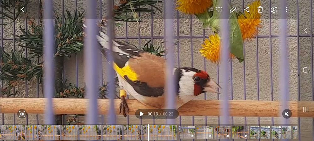 Продаётся щегол черноголовый.