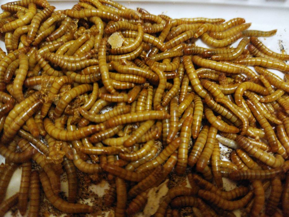 Аксесоари за терариум,отопляема крушка за екзотични животни,субстрат,