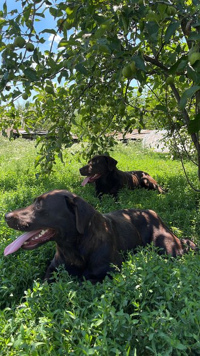 Pereche labrador ciocolatiu