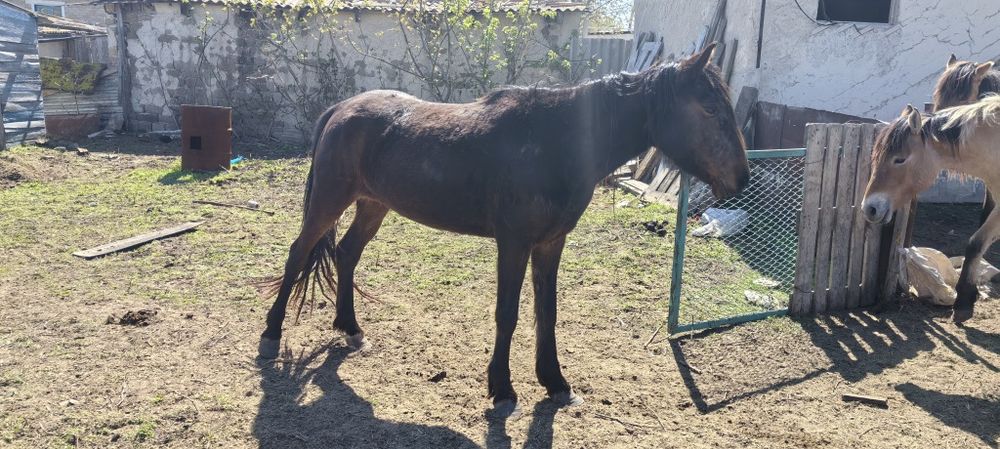 Биелер-кобылки !