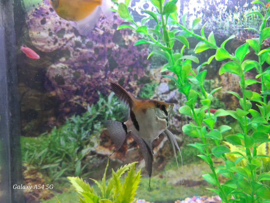 Аквариум 250 л и 50 л