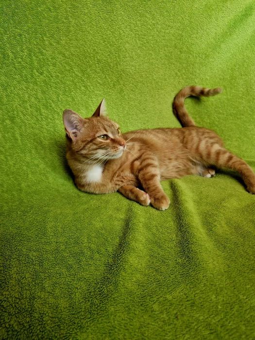 Rossie caută căsuță