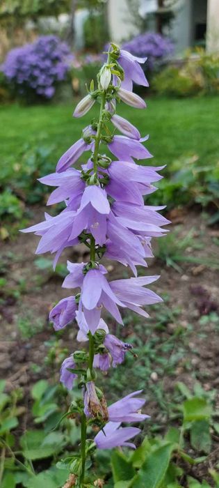 Цветя , луковици и разсад- многогодишни и  студоустойчиви