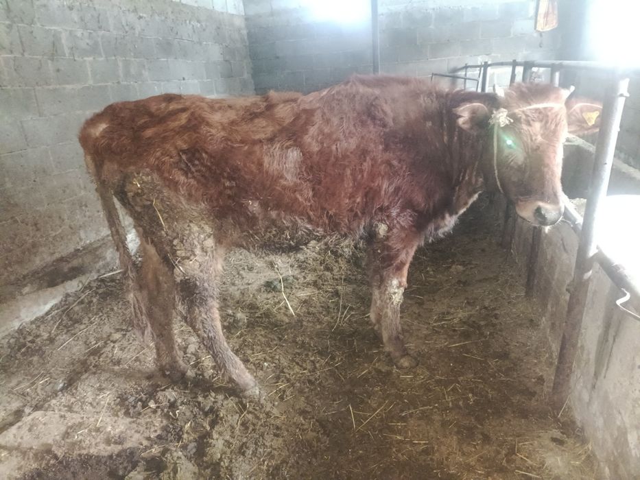 Құнажын тёлка ұрғашы