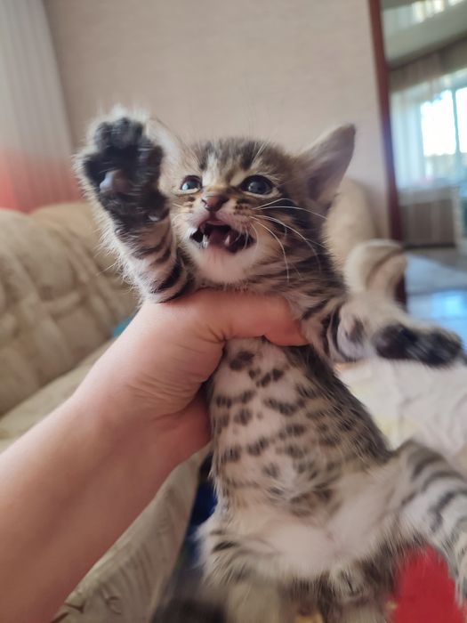 Отдам котят бесплатно.