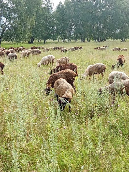 Продам стадо баранов