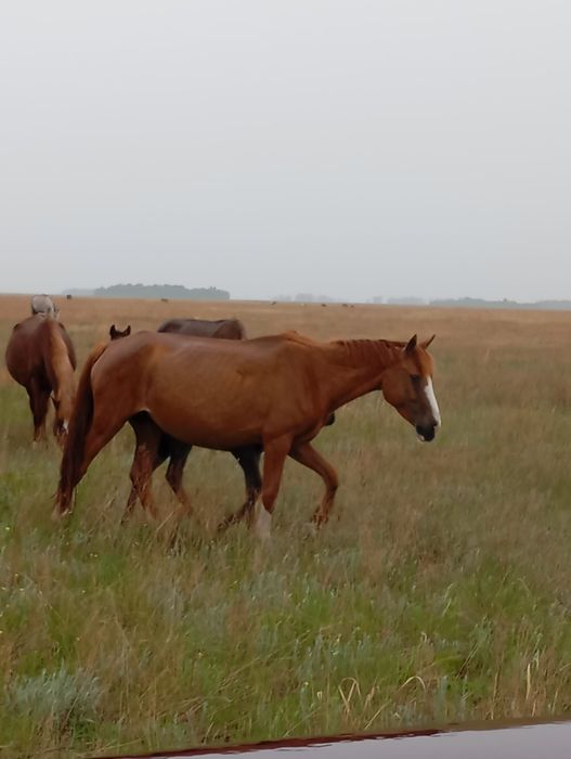 Продам кобылу жеребая 
Қаз