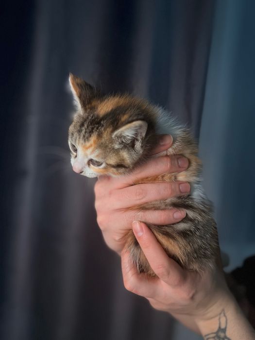2 котёнка сибирской породы.