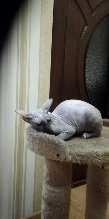 Кошка порода сфинкс
