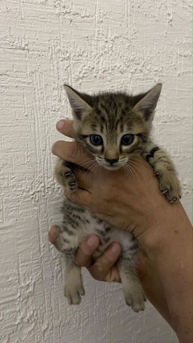 Котенки отдам в добрые руки