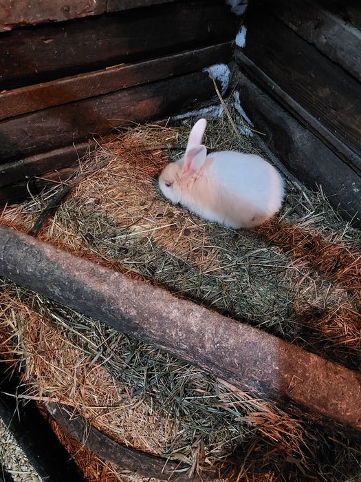 Кролики белый великан 1.5 мес