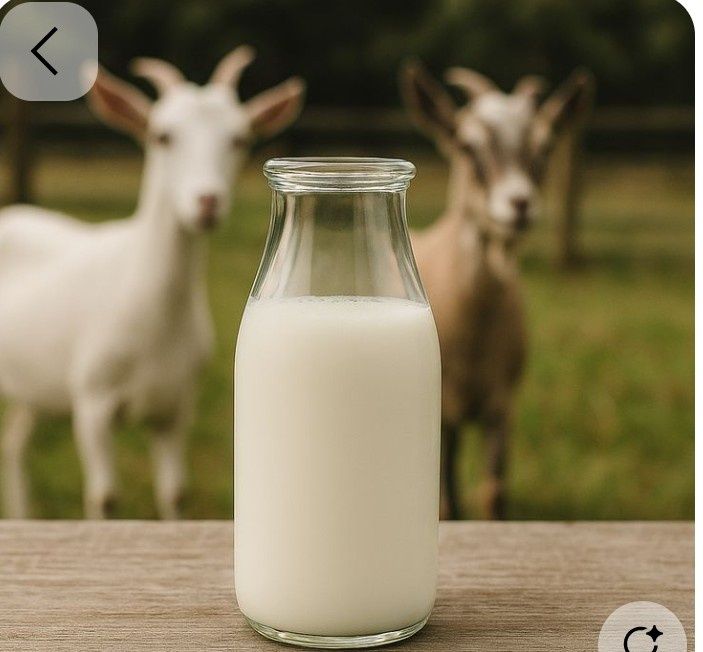 Ешкі сүті, ешкы сут, козье молоко