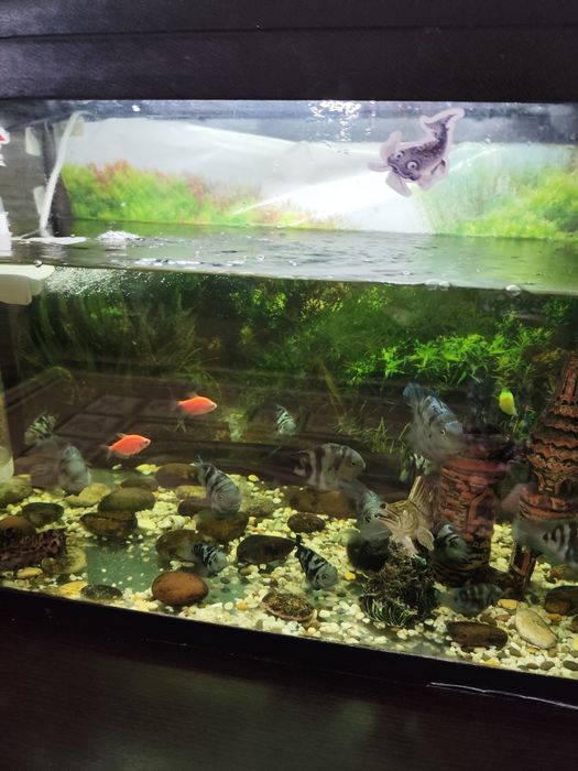 Продам рыбок аквариумных