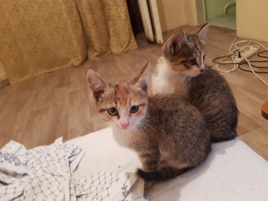 отдам котят в хорошие добрые руки  бесплатно